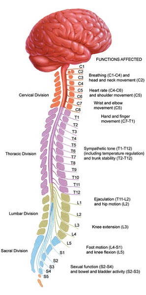 diagram of nervous system spinal