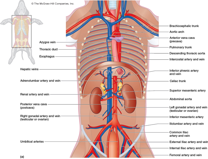fetal pig diagram arteries