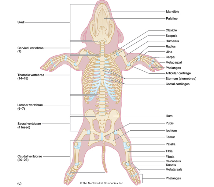fetal pig diagram bones