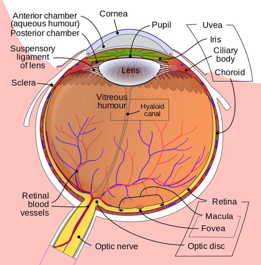 human eye diagram detailed