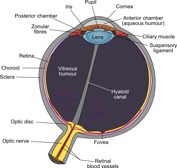 human eye diagram worksheet