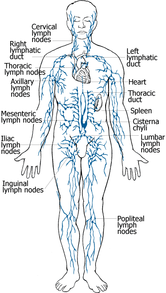 lymph node diagram human