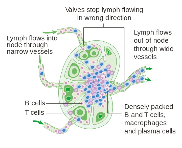 lymph node diagram shape