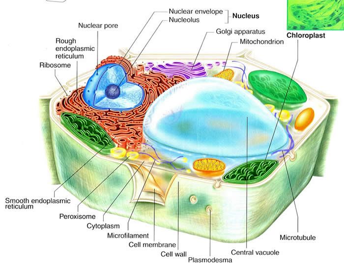 plant cell diagram labeled 3d