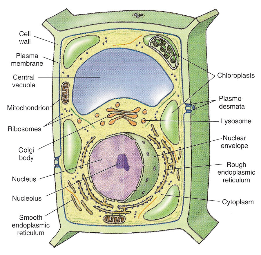 plant cell diagram labeled general