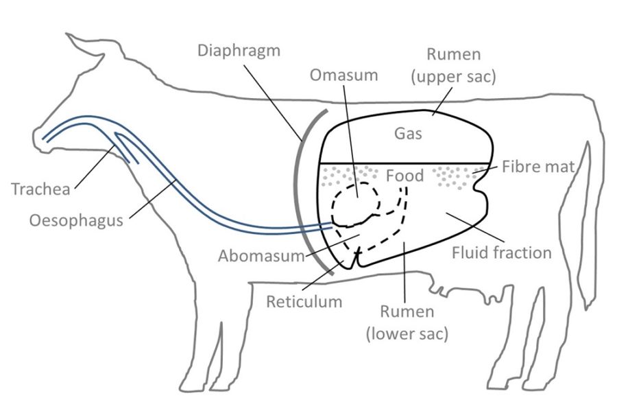 cow diagram page