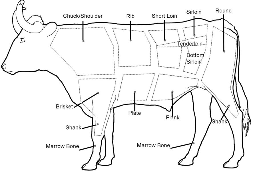 cow diagram printable