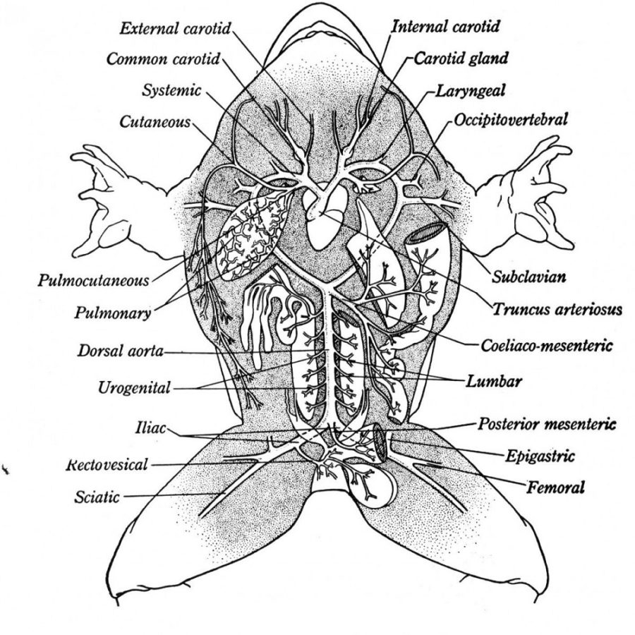 diagram of a frog anatomy