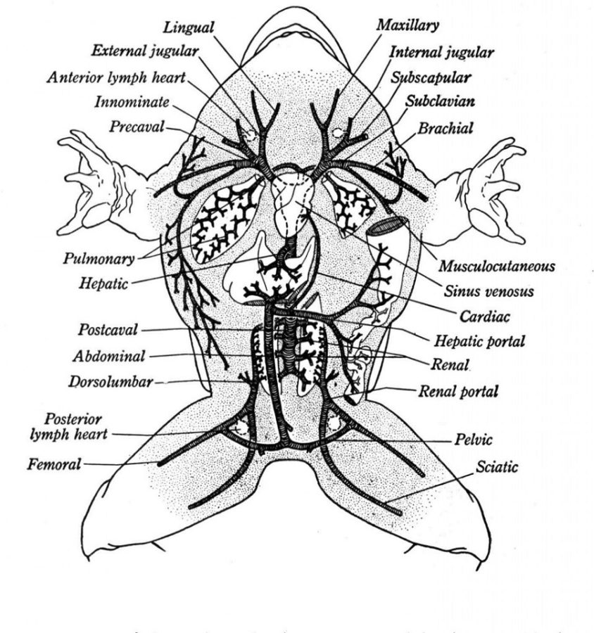 diagram of a frog labeled