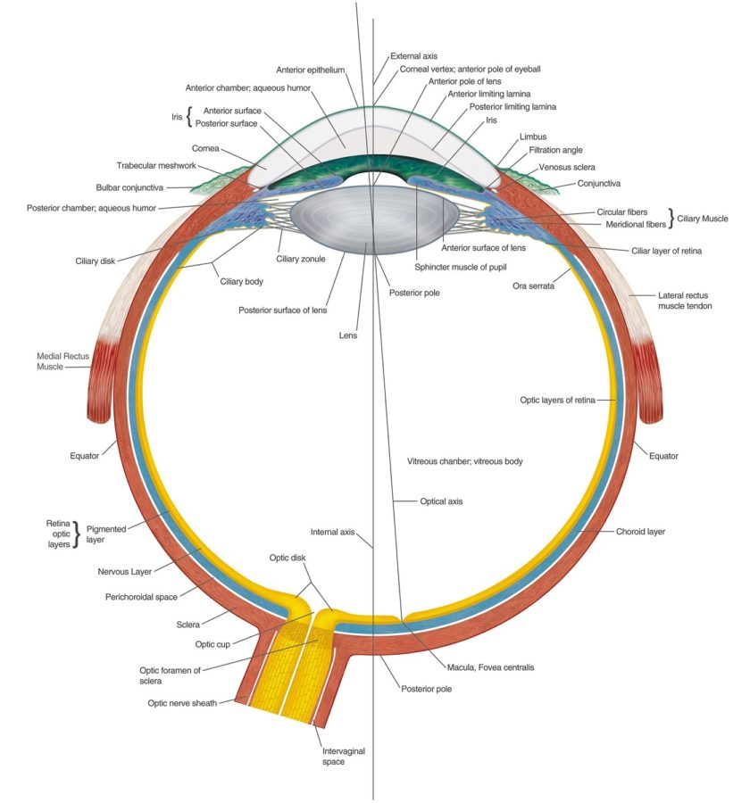 diagram of the human eye complete