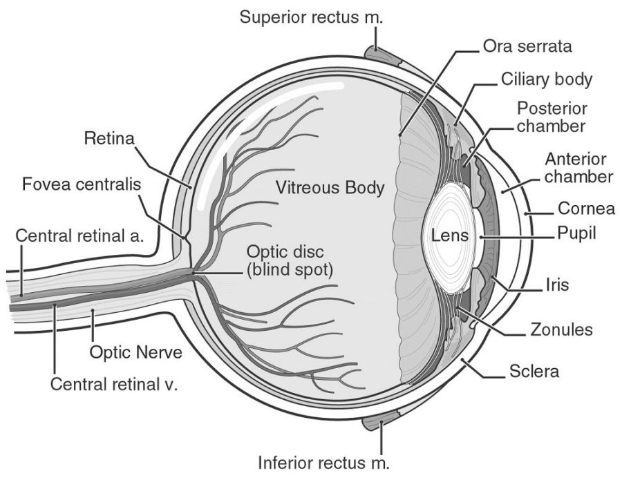 diagram of the human eye printable