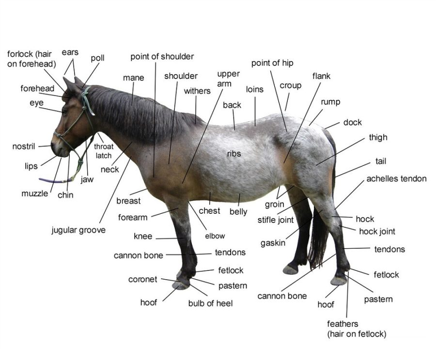horse diagram detail