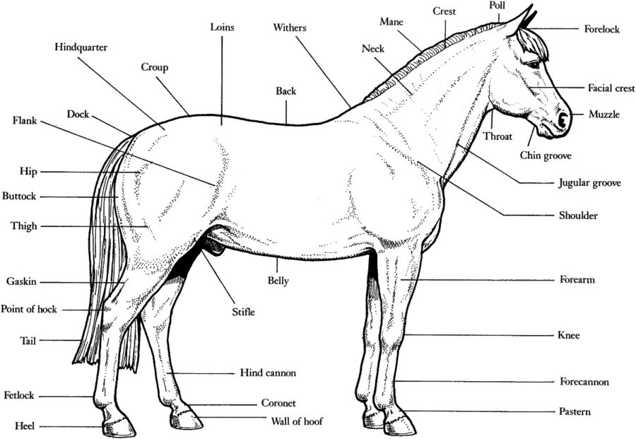 horse diagram page