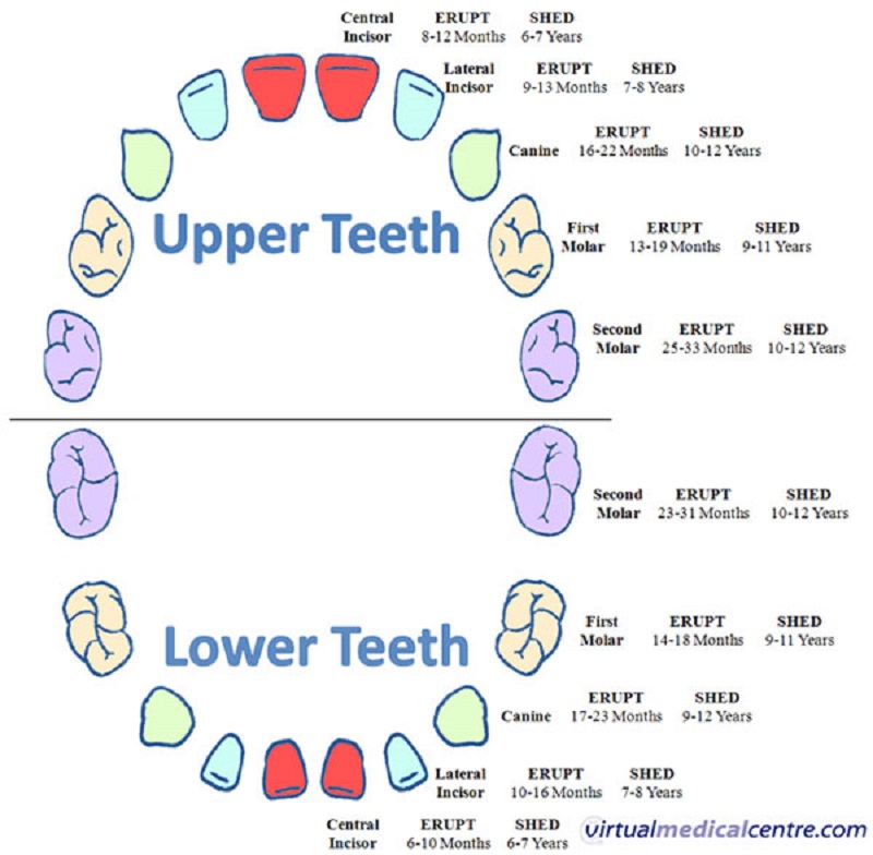 human teeth diagram for kids