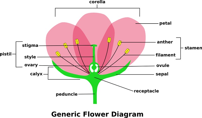 diagram website, parts of a flower diagrams.