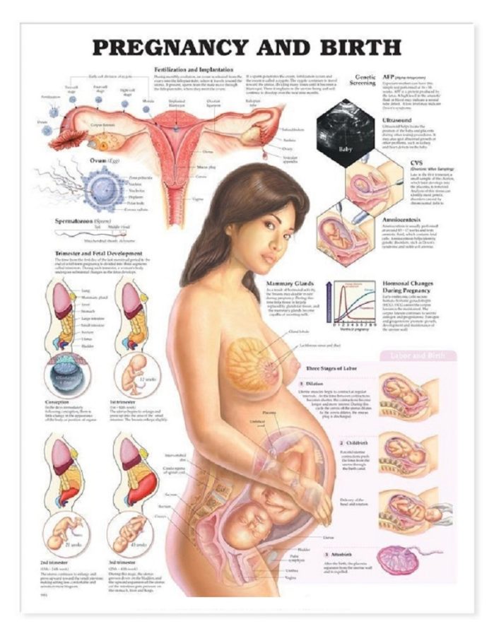 pregnancy diagram steps