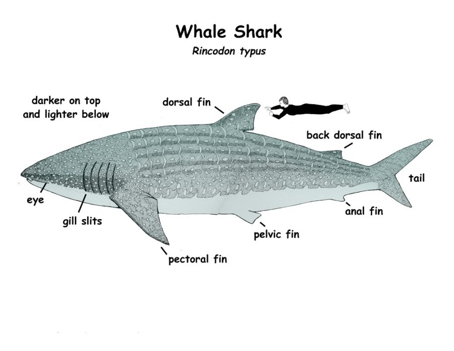 shark diagram anatomy