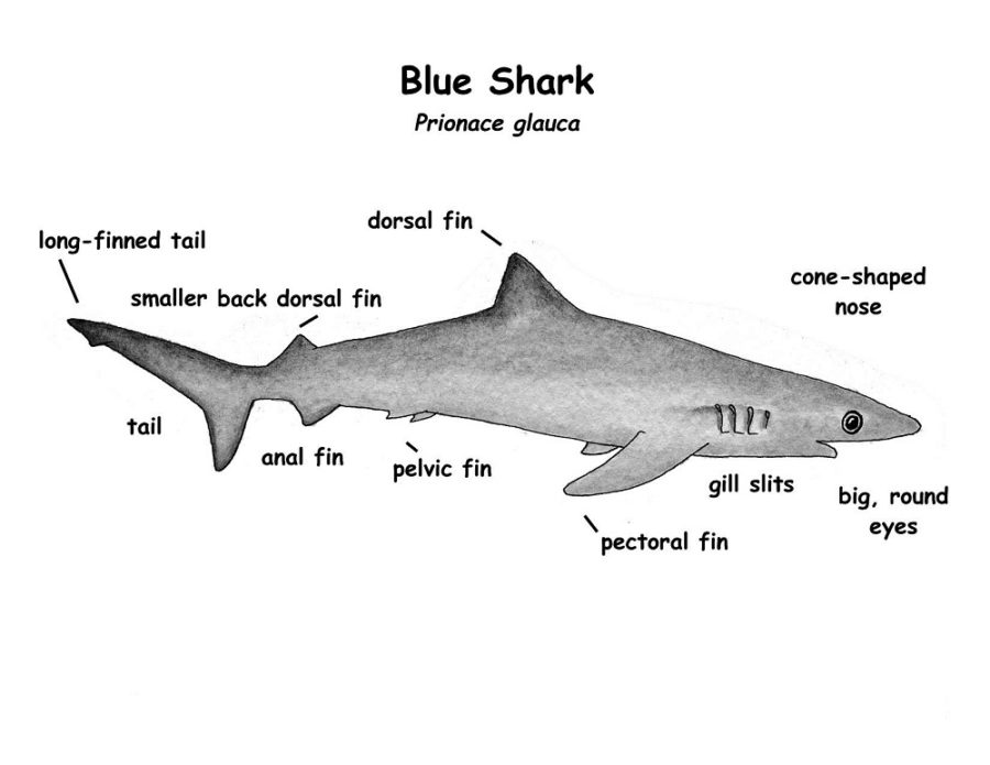 shark diagram labeled