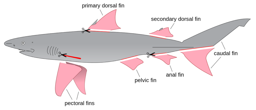 shark diagram simple