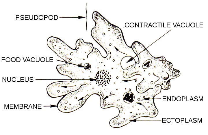 amoeba diagram example