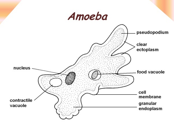 amoeba diagram nucleus