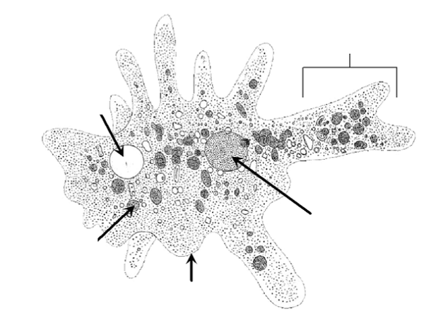 amoeba diagram unlabeled