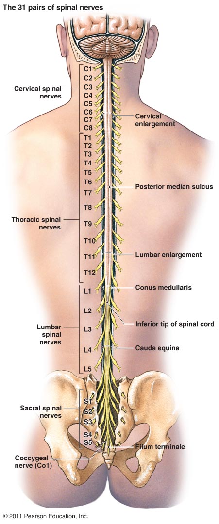 Spinal Back Diagrams