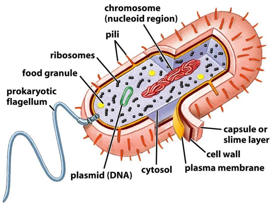 bacterial cell diagram labeled