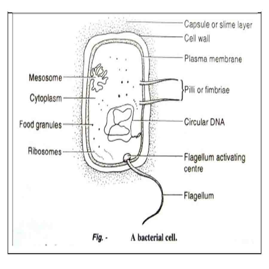 bacterial cell diagram printable