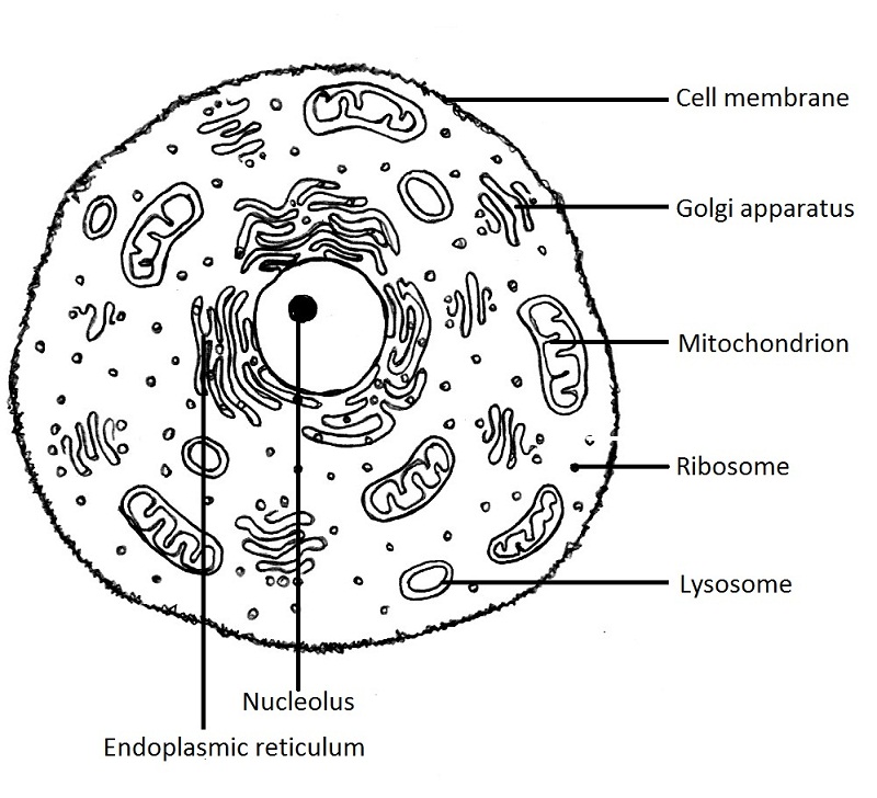 diagram of animal cell simple