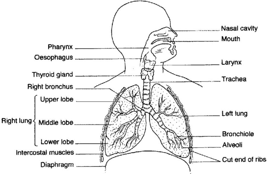 diagram of lungs respiratory