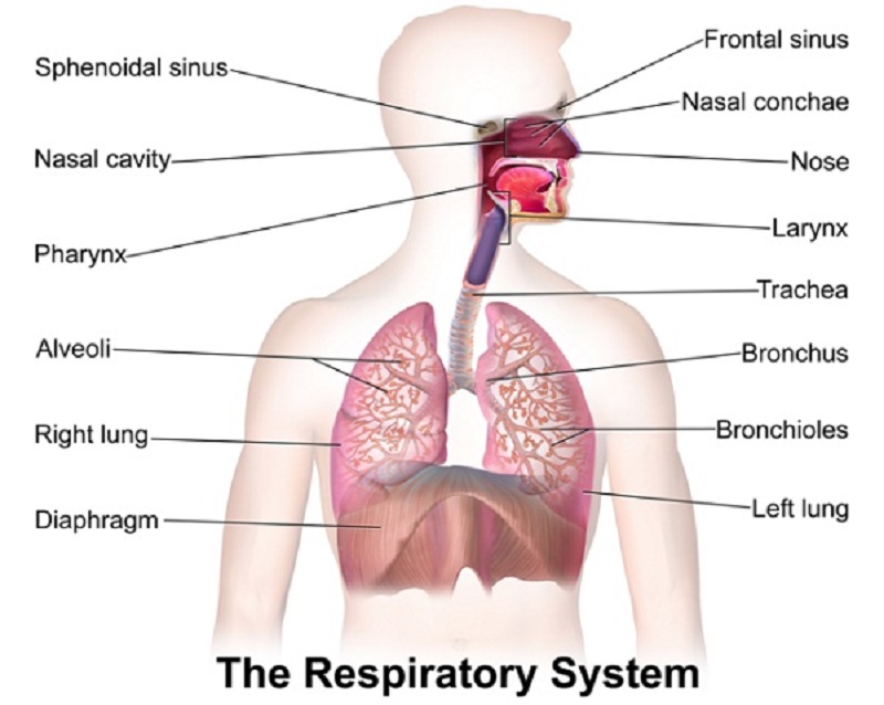 diagram of lungs system