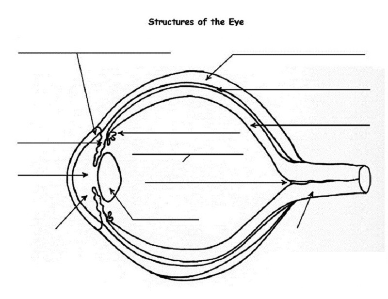 eye diagram quiz structure
