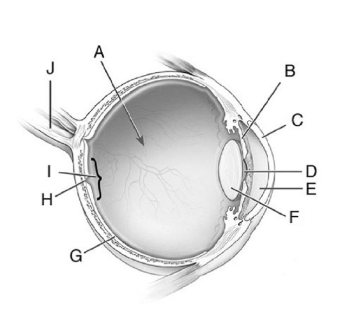 Printable Eye Diagram Quiz Unlabeled