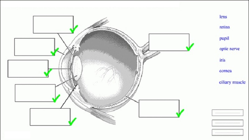 eye diagram quiz worksheet