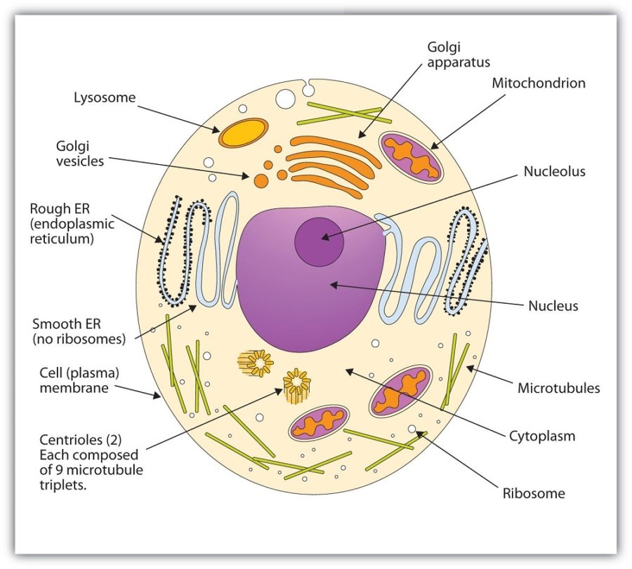 labeled cell diagram animal