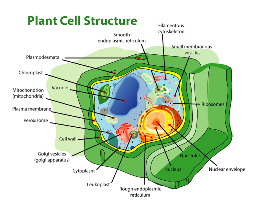 labeled cell diagram plant