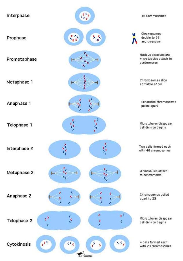 meiosis diagram detailed