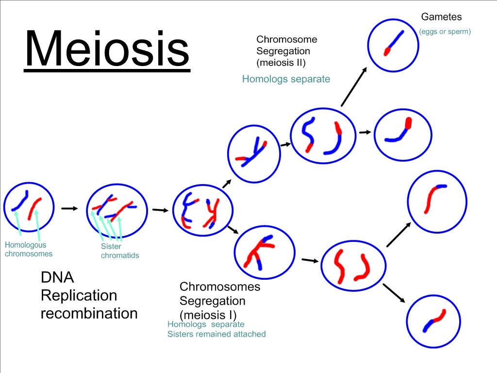 Learn more about meiosis using these hands-on meiosis diagrams that we have...