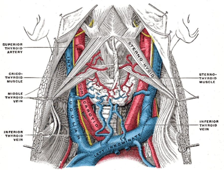 neck diagram detailed