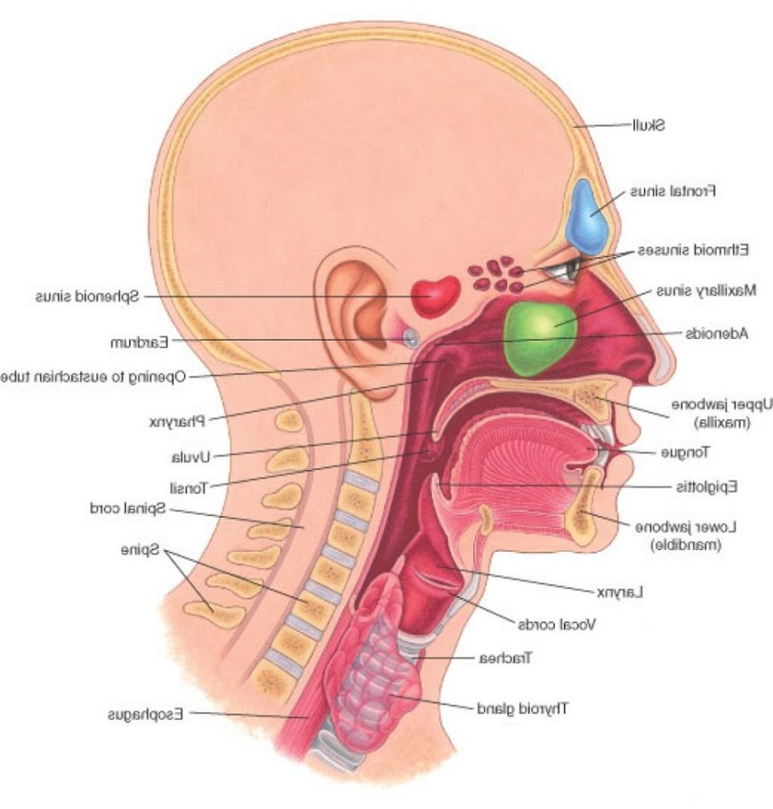 neck diagram organs