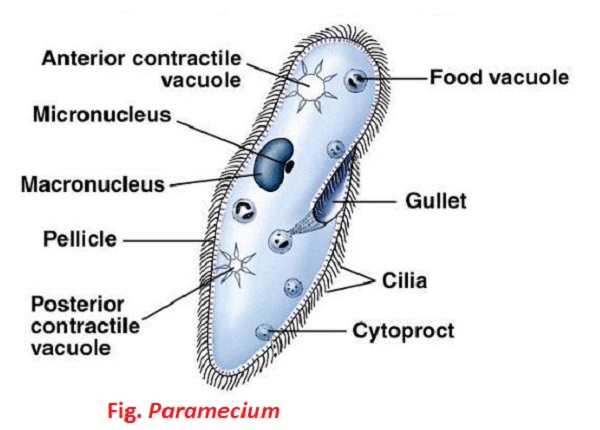 paramecium diagram ciliate