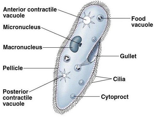 paramecium diagram labeled
