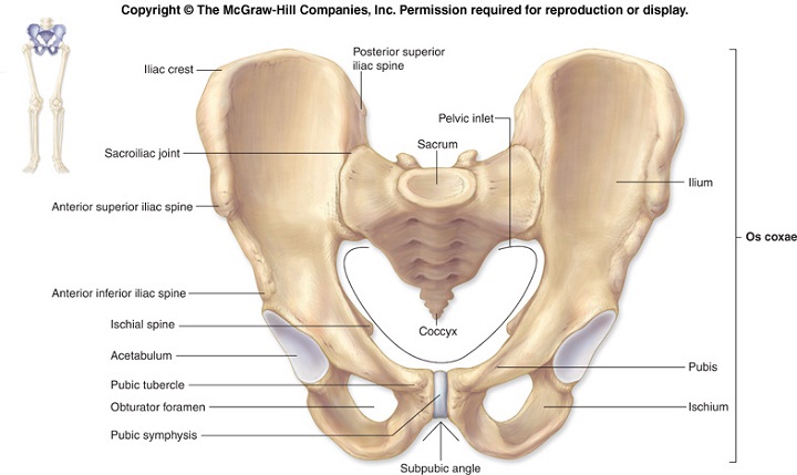 pelvis diagram bone