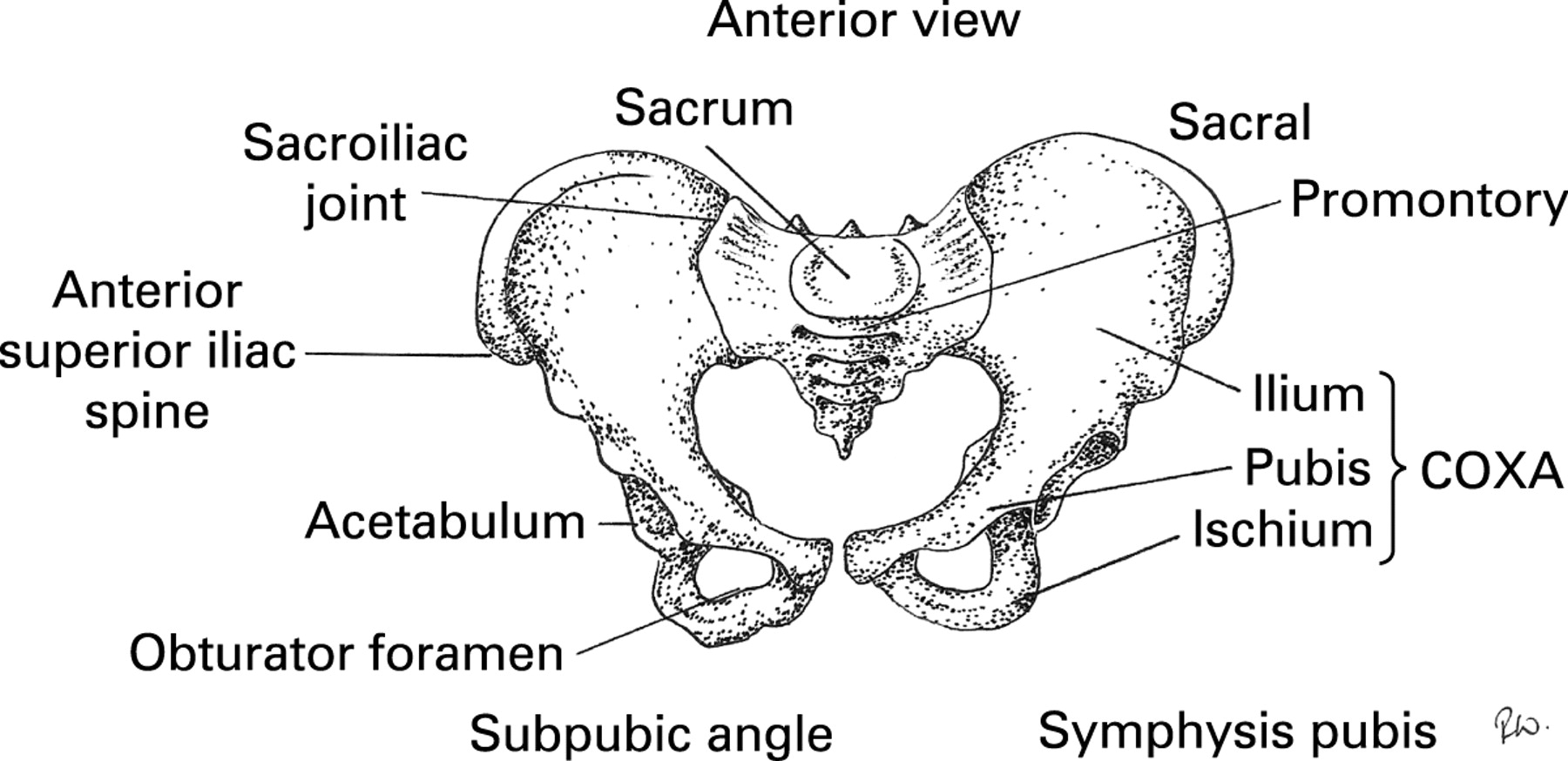 Figure 1: Bony Anatomy of the Pelvis