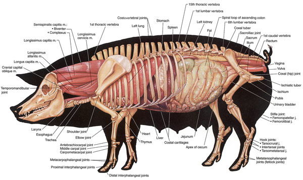 pig diagram anatomy