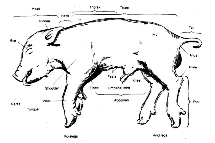 pig diagram labeled