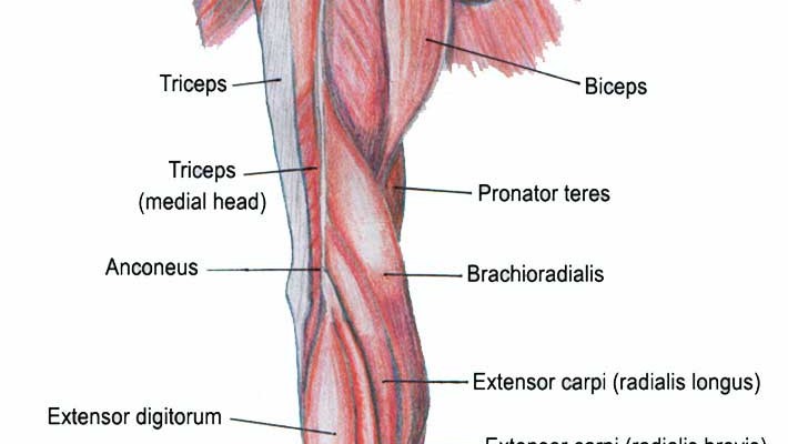 arm muscle diagram upper