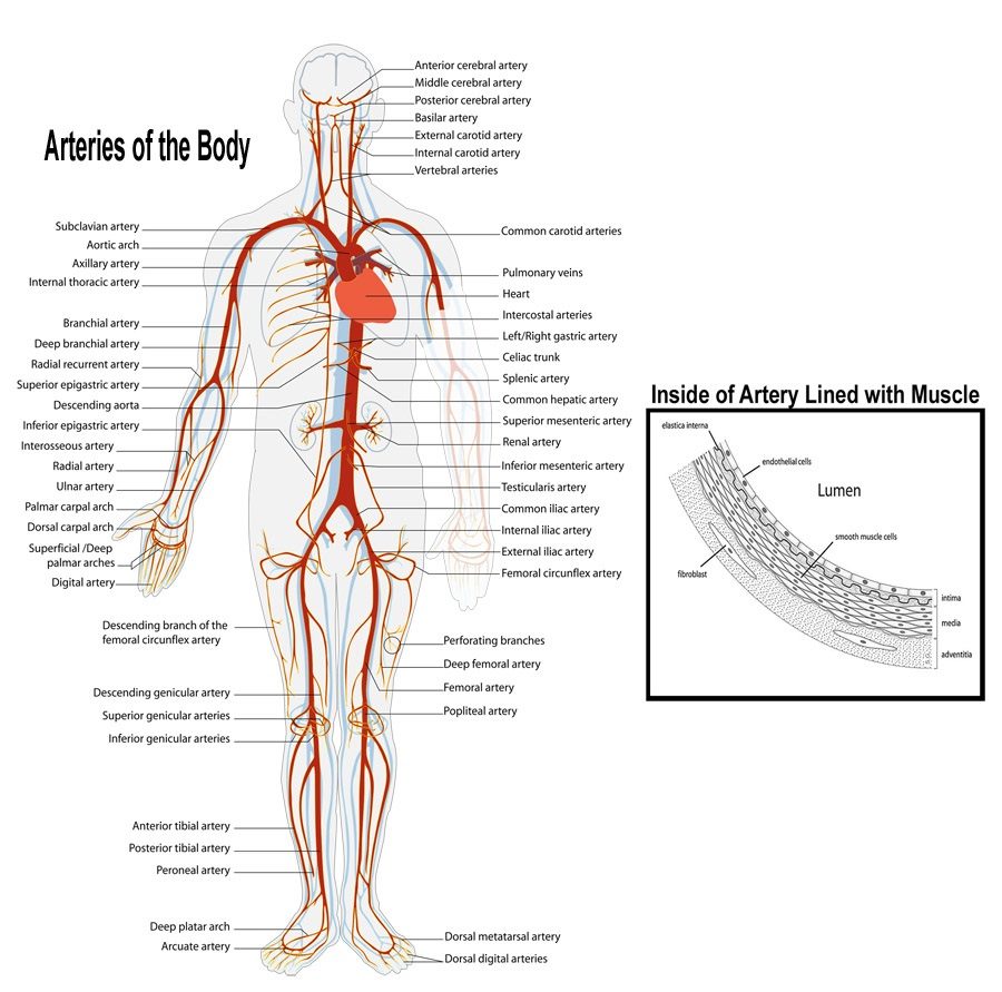 artery diagram detail