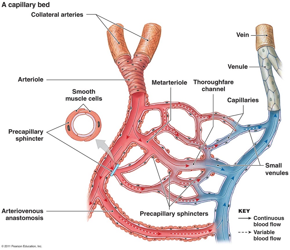 Артерии артериолы капилляры венулы вены